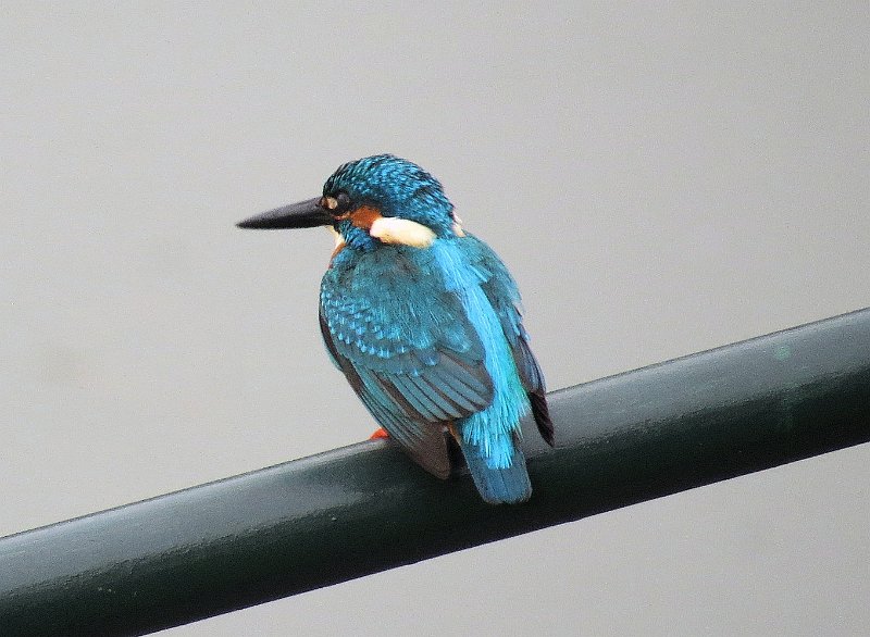 B (68) Common Kingfisher.JPG